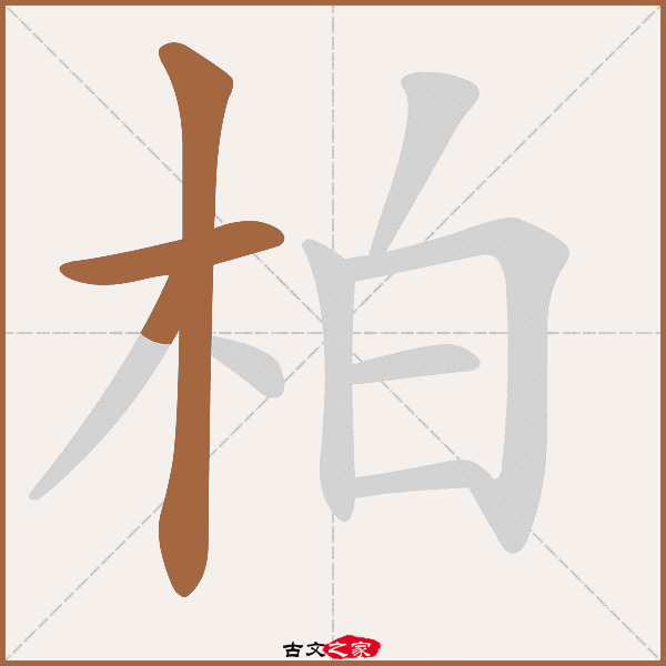 柏的拼音怎么读