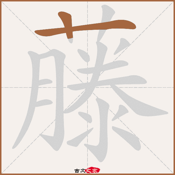 藤的拼音怎么读