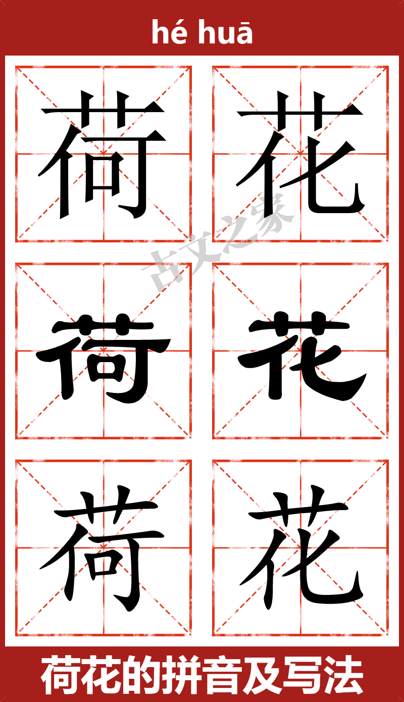 荷花的拼音及文字书写效果